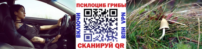 Купить Светлогорск Псилоцибиновые грибы Psilocybe